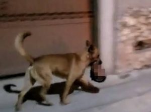 Video Anjing Membawa Kepala Manusia Kembali Viral