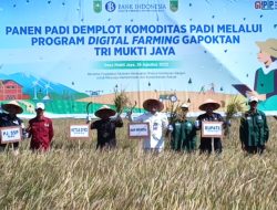 Dandim 0321/Rohil Hadiri Panen Raya Demplot Padi Program Digital Farming Gapoktan Tri Mukti Jaya di Kecamatan Rimba Melintang