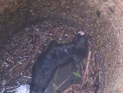 Damkar Dumai Berhasil Selamatkan Seekor Anjing Terjebak dalam Sumur